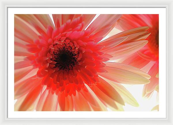 Pink Daisy On Light - Framed Print