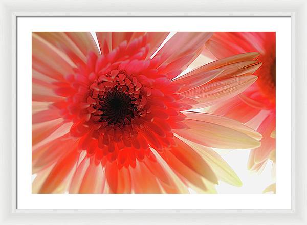 Pink Daisy On Light - Framed Print