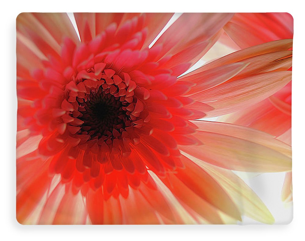 Pink Daisy On Light - Blanket