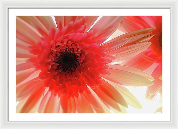 Pink Daisy On Light - Framed Print