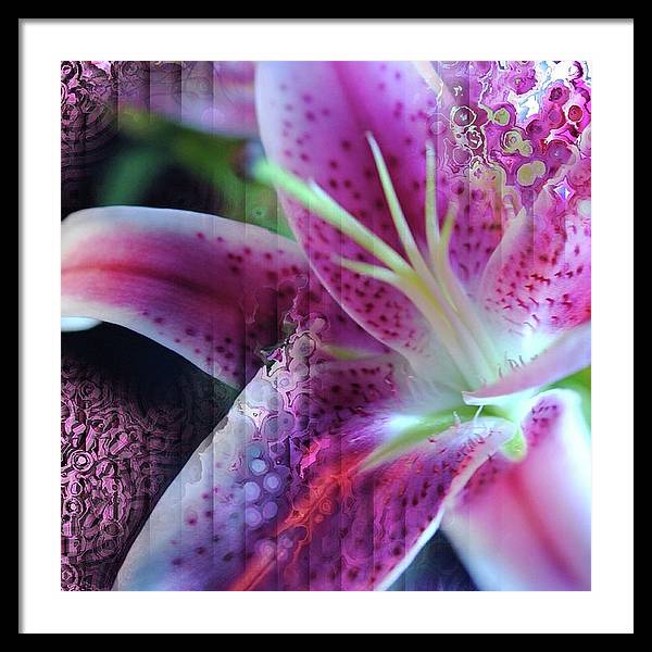 Pink Lily Abstract - Framed Print