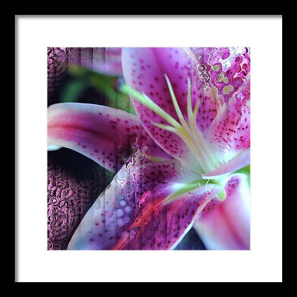 Pink Lily Abstract - Framed Print