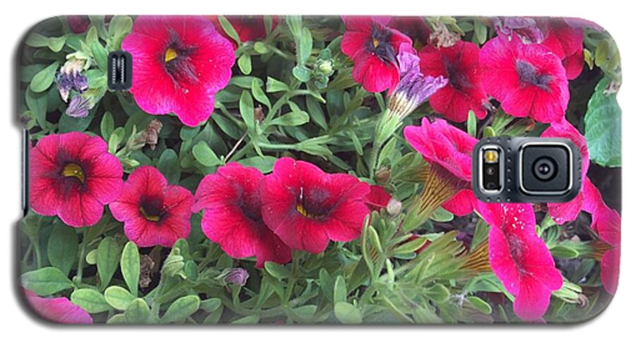 Pink Petunias - Phone Case