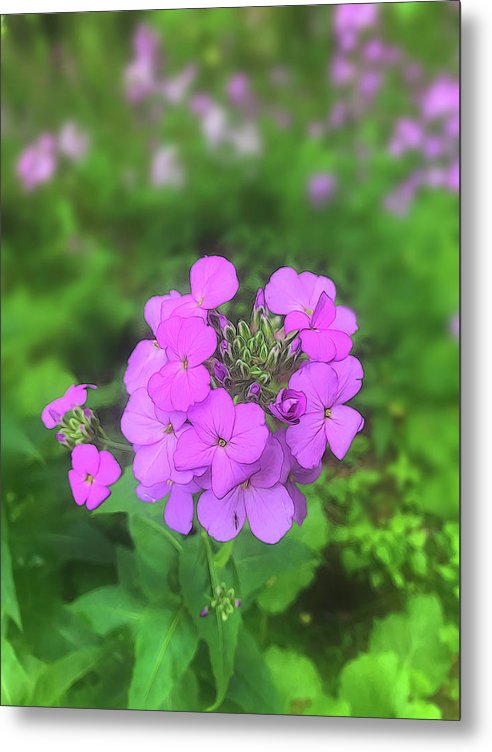Pink Wildflowers - Metal Print