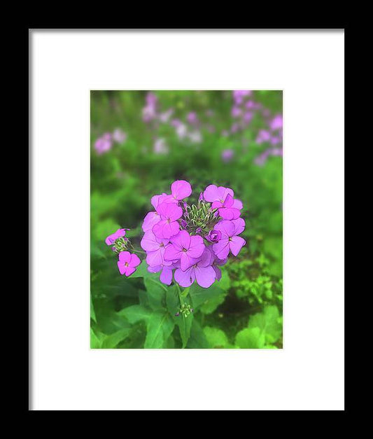 Pink Wildflowers - Framed Print
