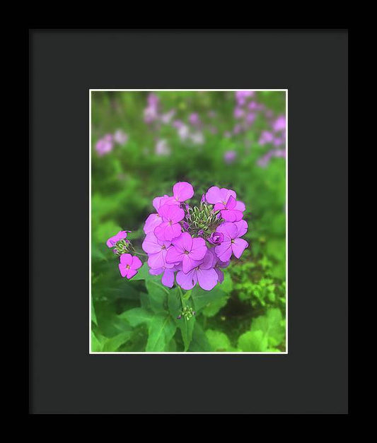 Pink Wildflowers - Framed Print