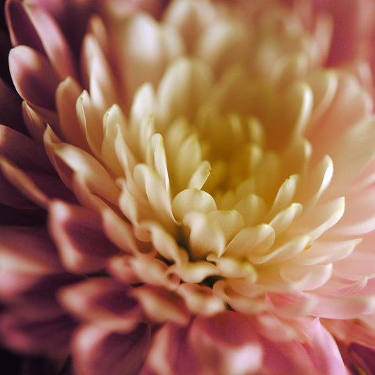Pink and White Flower Digital Image Download