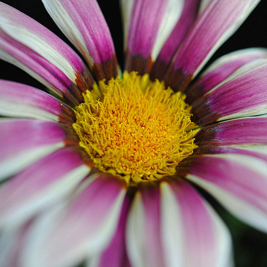 Pink and White Flower With pollen Digital Image Download