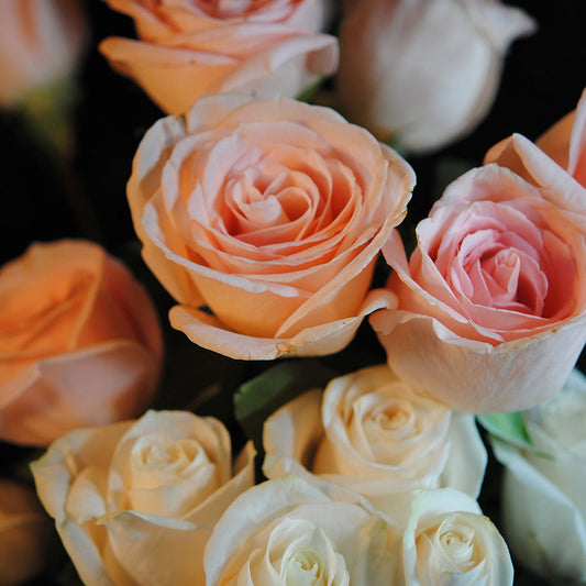 Pink and White Roses Digital Image Download