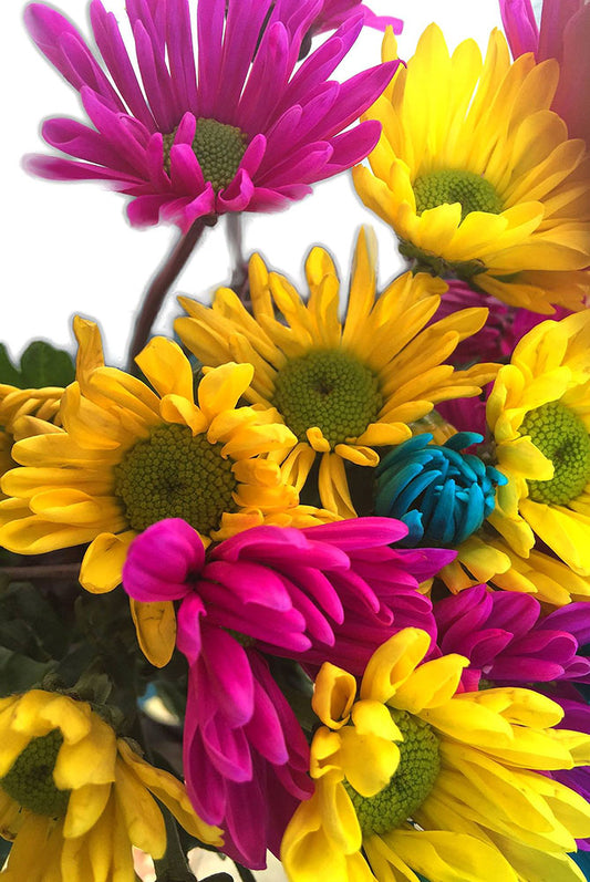 Pink and Yellow Daisies on White Digital Image Download