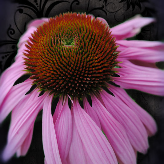 Pink Cone Flower Digital Image Download
