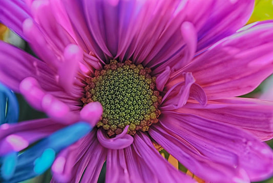 Pink Daisy Digital Image Download