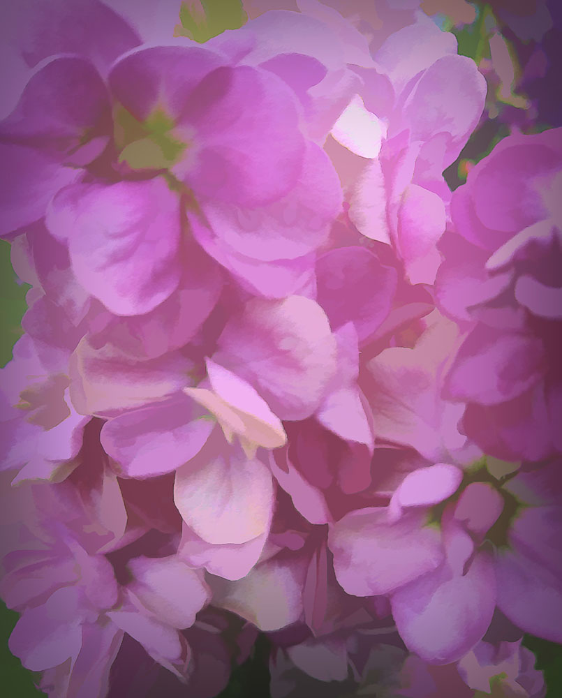 Pink Flower Background Digital Image Download