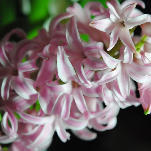 Pink Hyacinth Digital Image Download