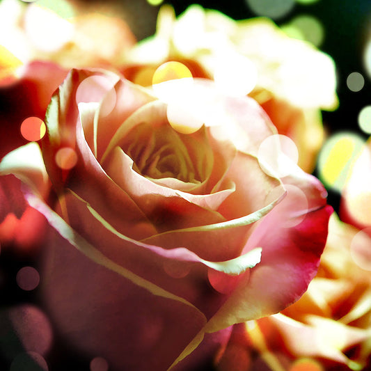 Pink Rose In Sparkling Lights