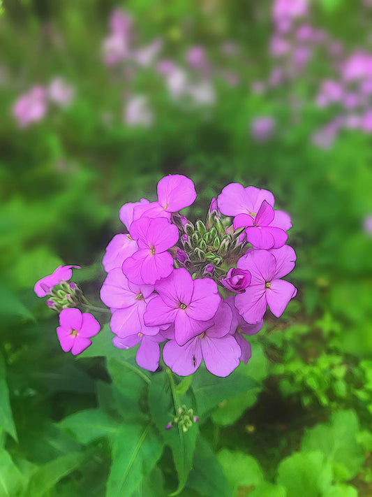Pink Wildflowers Digital Image Download