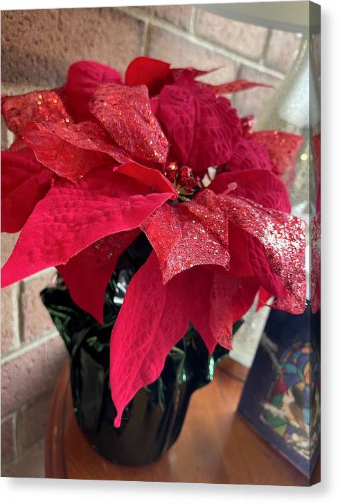 Poinsettia - Canvas Print
