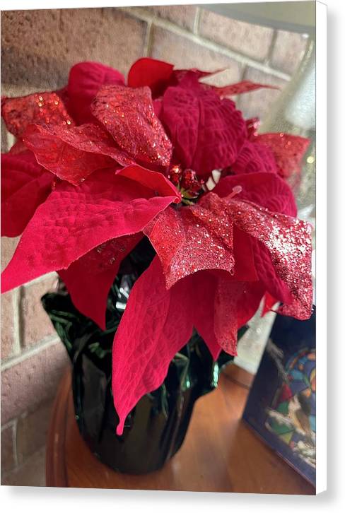 Poinsettia - Canvas Print