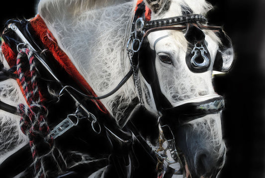 Portrait Of A Carriage Horse Digital Image Download