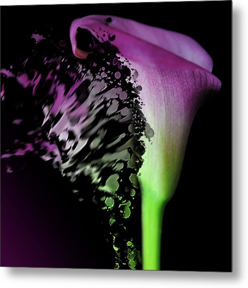 Purple Calla Lily Departs - Metal Print