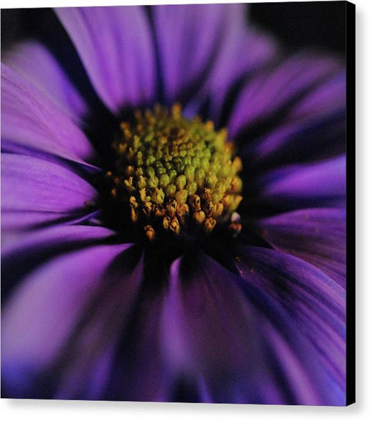 Purple Daisy - Canvas Print