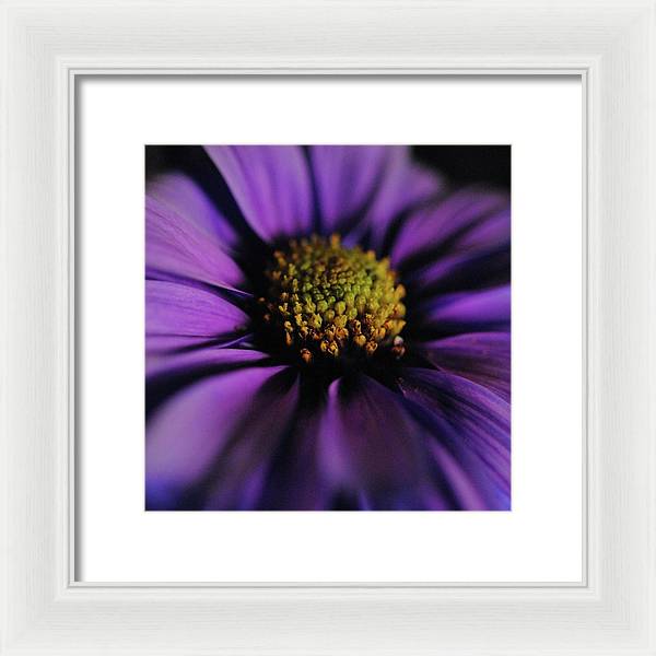 Purple Daisy - Framed Print
