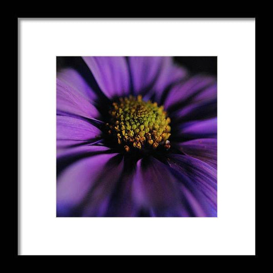 Purple Daisy - Framed Print