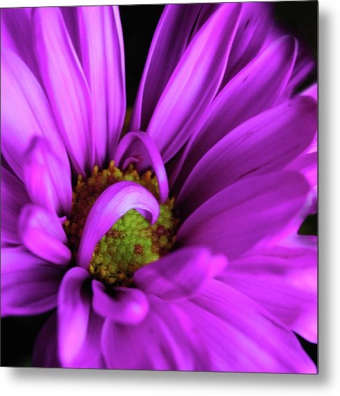 Purple Daisy Curlin - Metal Print