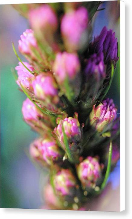 Purple Liatris - Canvas Print