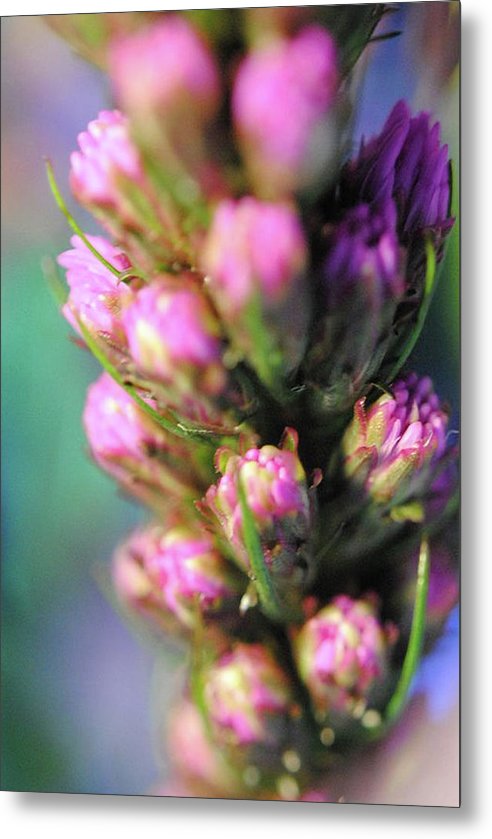 Purple Liatris - Metal Print