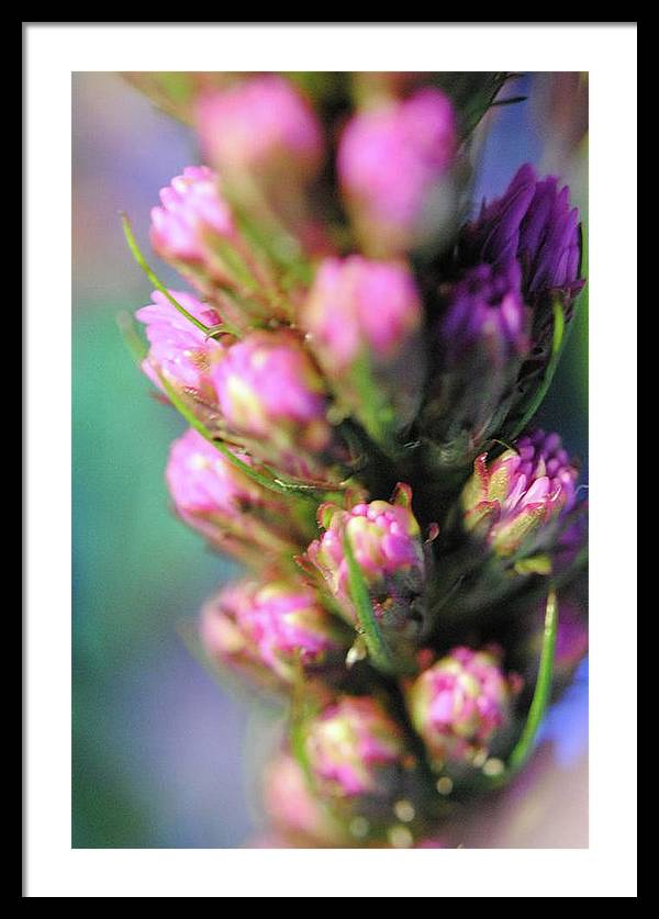 Purple Liatris - Framed Print