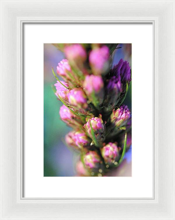 Purple Liatris - Framed Print