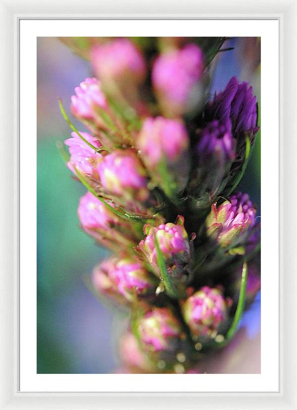 Purple Liatris - Framed Print