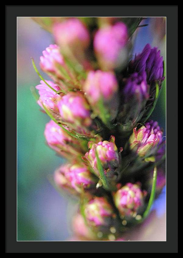 Purple Liatris - Framed Print