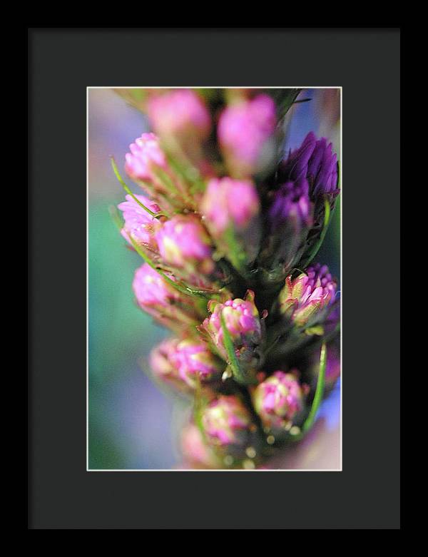 Purple Liatris - Framed Print