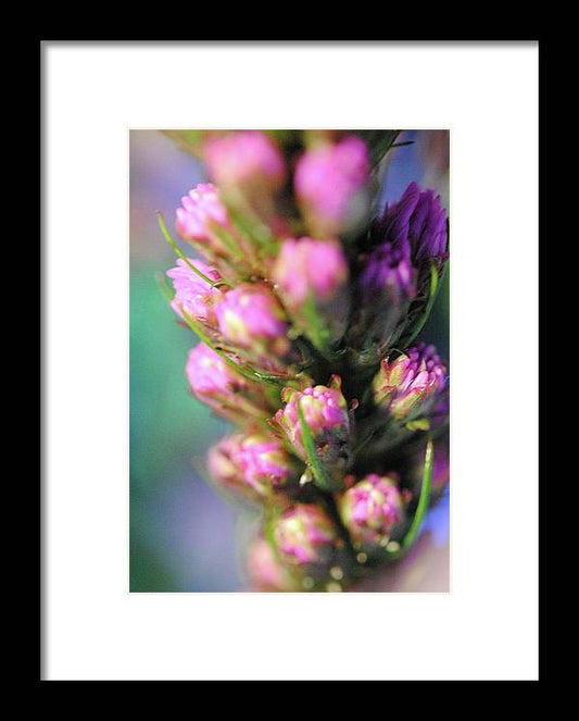 Purple Liatris - Framed Print