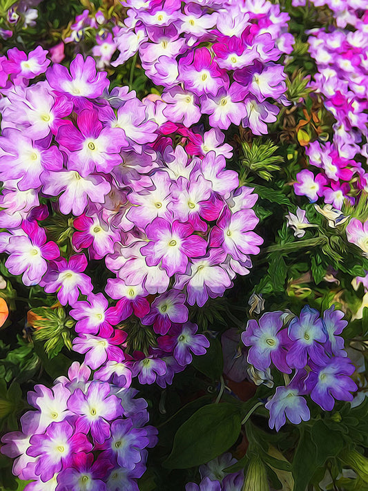 Purple and White Flowers Digital Image Download