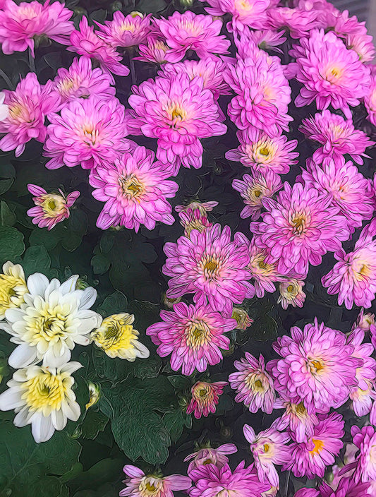 Purple Fall Mums Digital Image Download