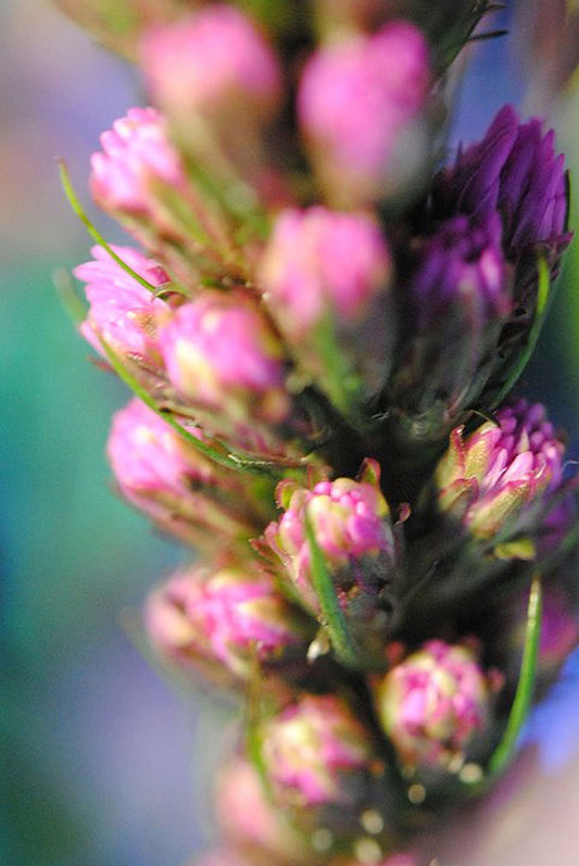 Purple Liatris Close Up Digital Image Download