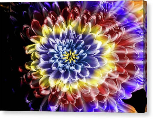 Rainbow Chrysanthemum - Canvas Print