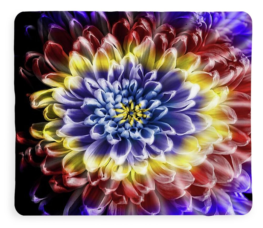 Rainbow Chrysanthemum - Blanket