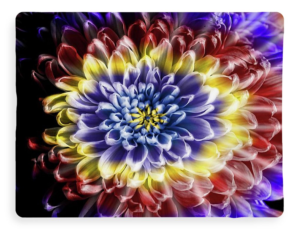 Rainbow Chrysanthemum - Blanket