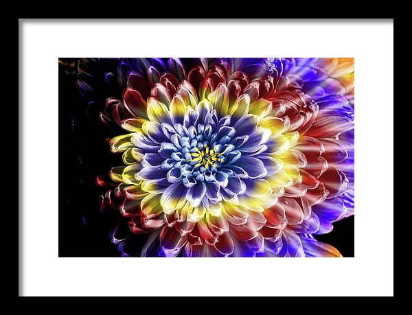 Rainbow Chrysanthemum - Framed Print