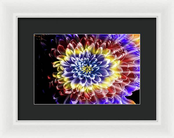 Rainbow Chrysanthemum - Framed Print