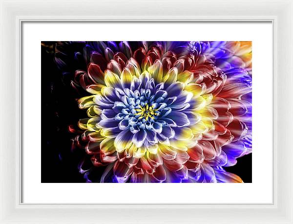 Rainbow Chrysanthemum - Framed Print