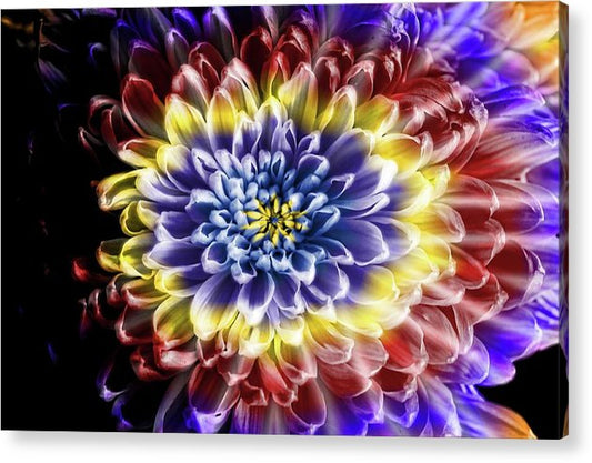 Rainbow Chrysanthemum - Acrylic Print