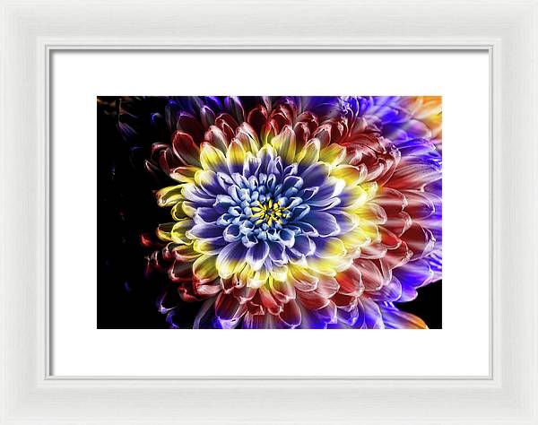 Rainbow Chrysanthemum - Framed Print