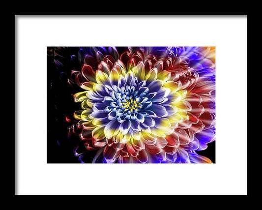 Rainbow Chrysanthemum - Framed Print