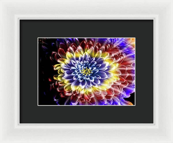 Rainbow Chrysanthemum - Framed Print