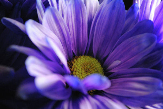 Raw Flowers 10 - Art Print